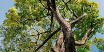 Arbre de vie représentant les origines de la sophrologie