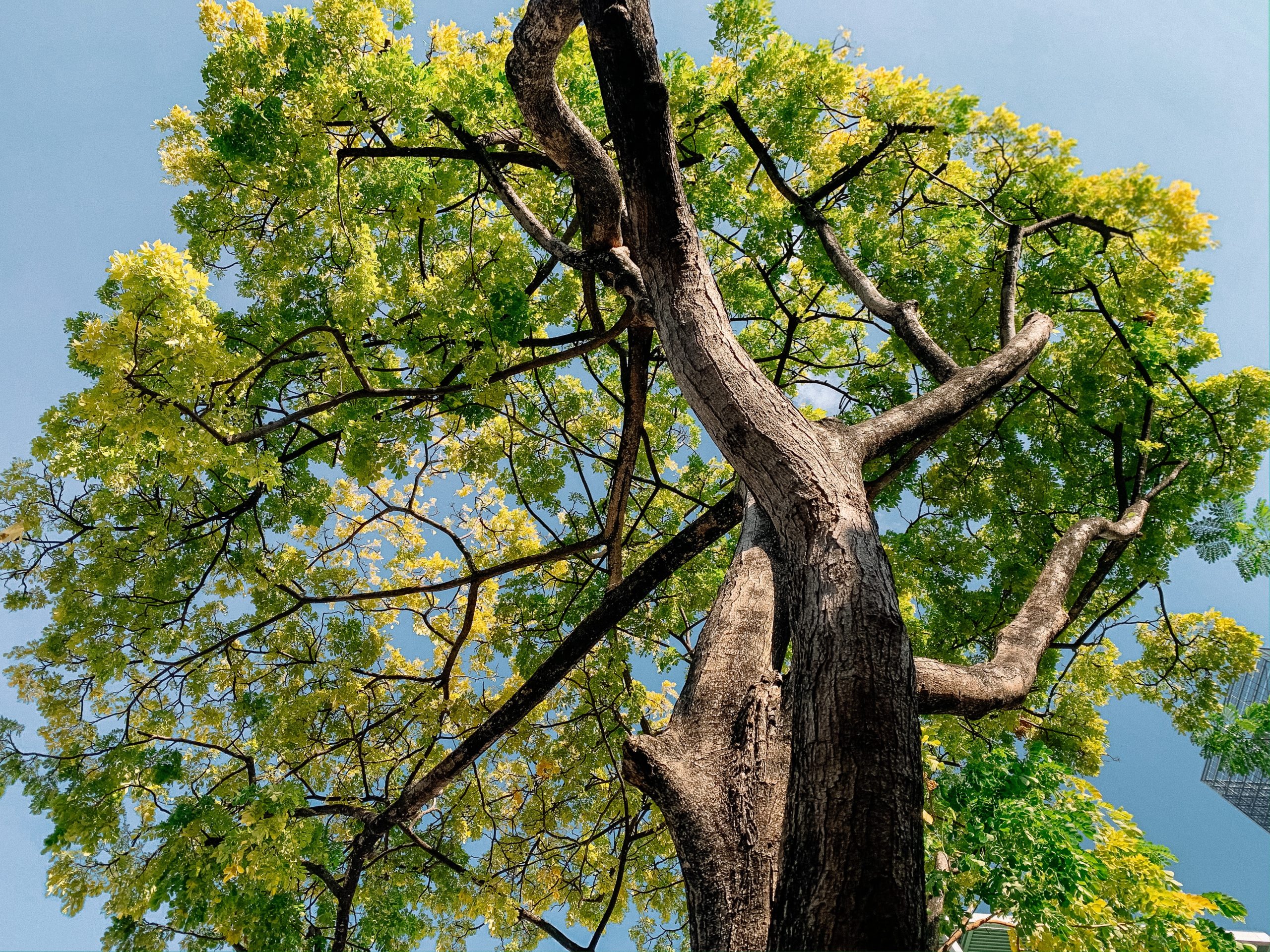 Arbre de vie représentant les origines de la sophrologie